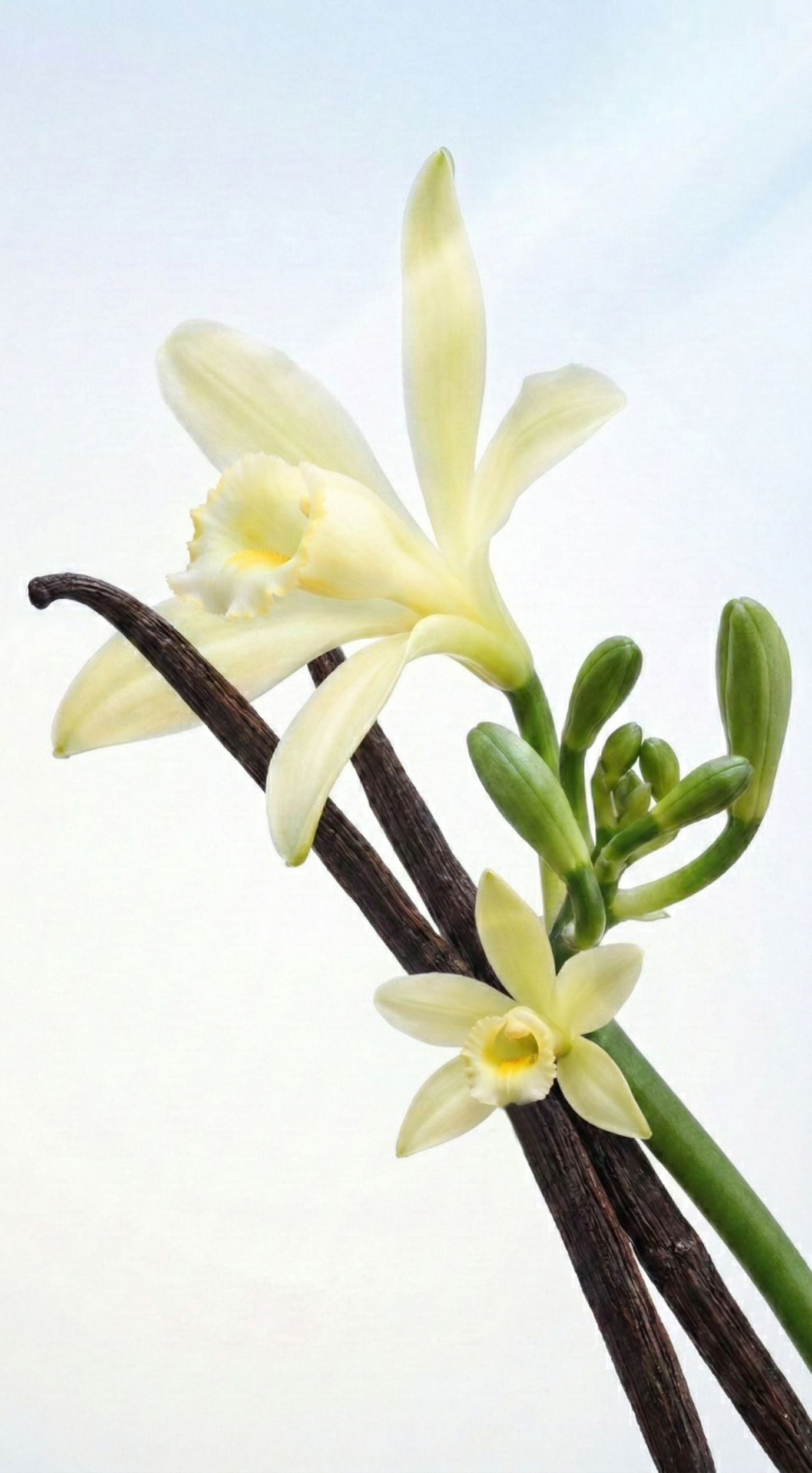 tulip